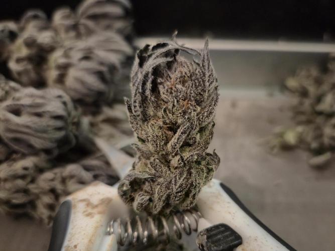 • Lemon Orange •. Week 15