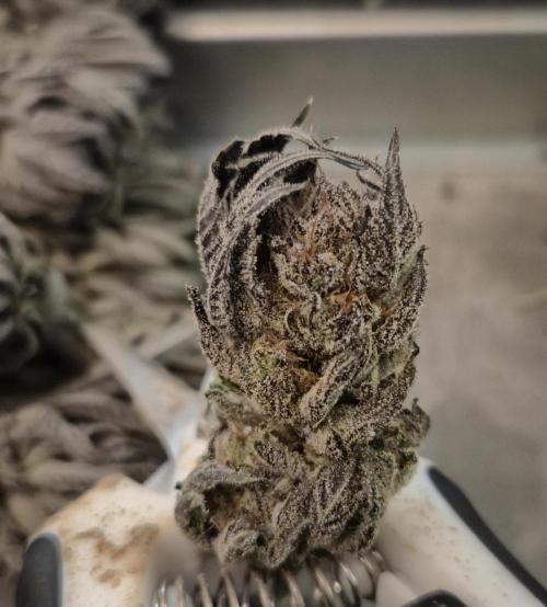 • Lemon Orange •. Week 15