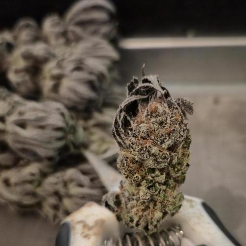 • Lemon Orange •. Week 15