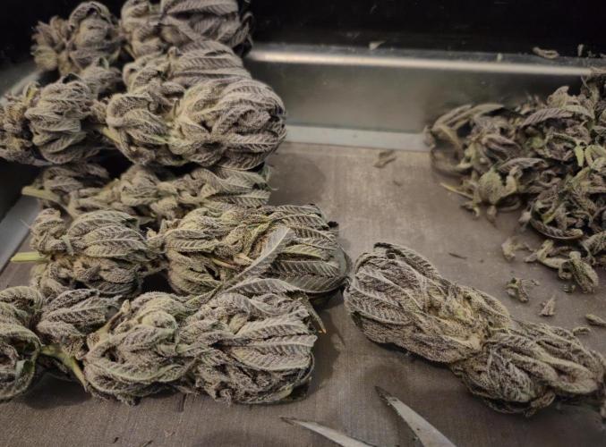 • Lemon Orange •. Week 15