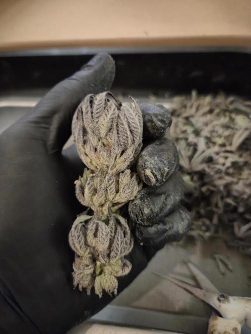 • Lemon Orange •. Week 15