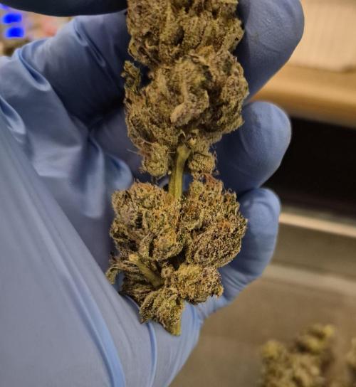 • Lemon Orange •. Week 15