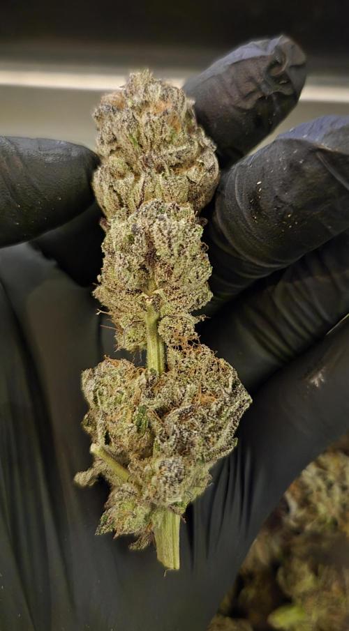 • Lemon Orange •. Week 15