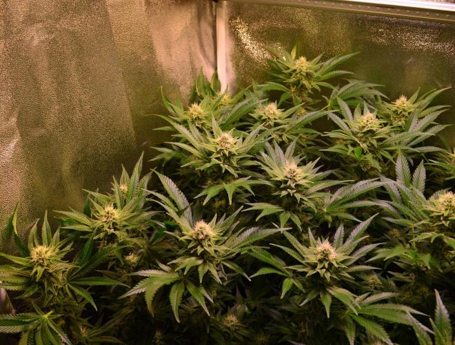 •LEMONITE • CLONES•. Week 11 - #1/with additives 