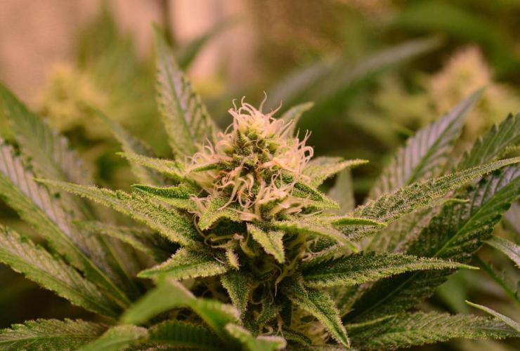 •LEMONITE • CLONES•. Week 11