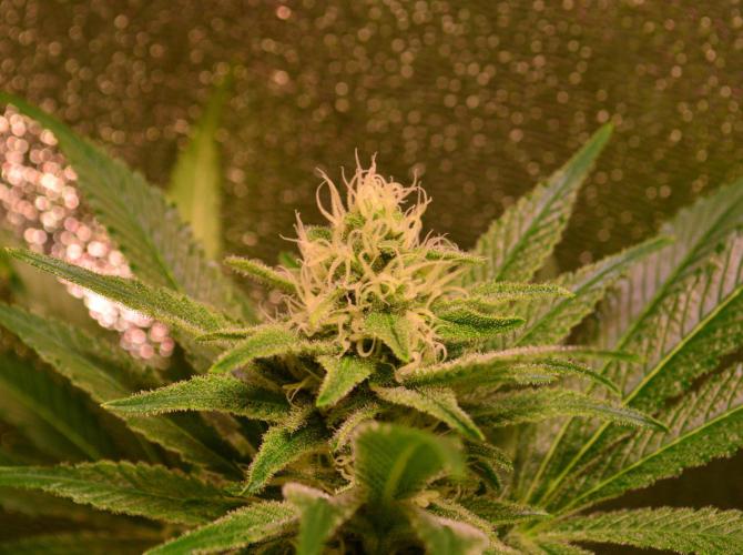 •LEMONITE • CLONES•. Week 11