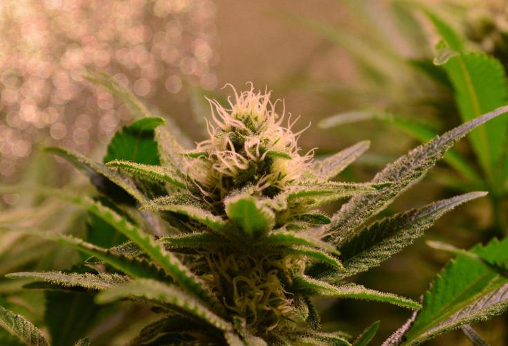 •LEMONITE • CLONES•. Week 11