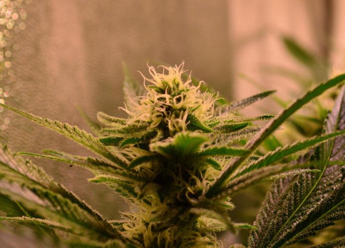 •LEMONITE • CLONES•. Week 11