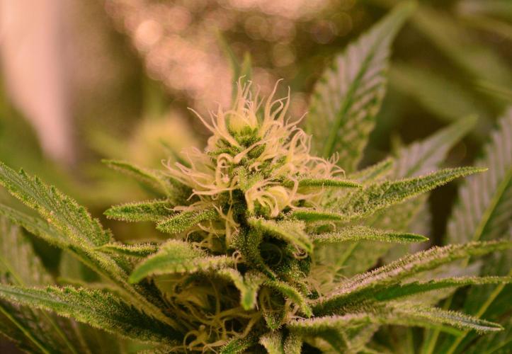 •LEMONITE • CLONES•. Week 11