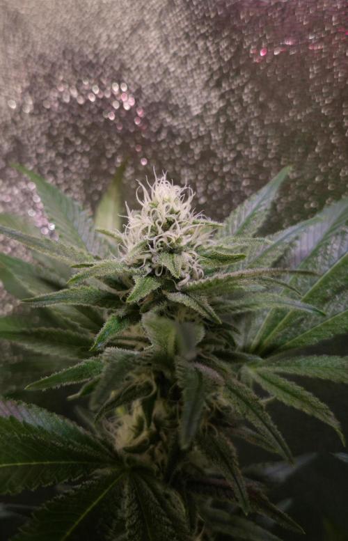 •LEMONITE • CLONES•. Week 11