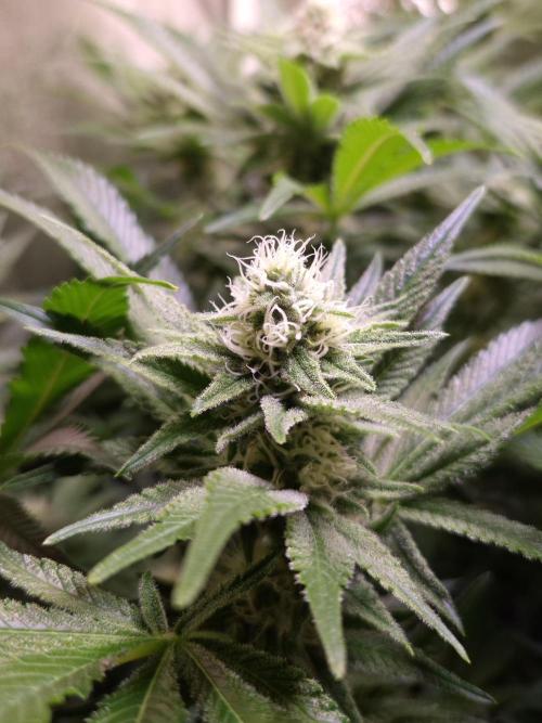 •LEMONITE • CLONES•. Week 11