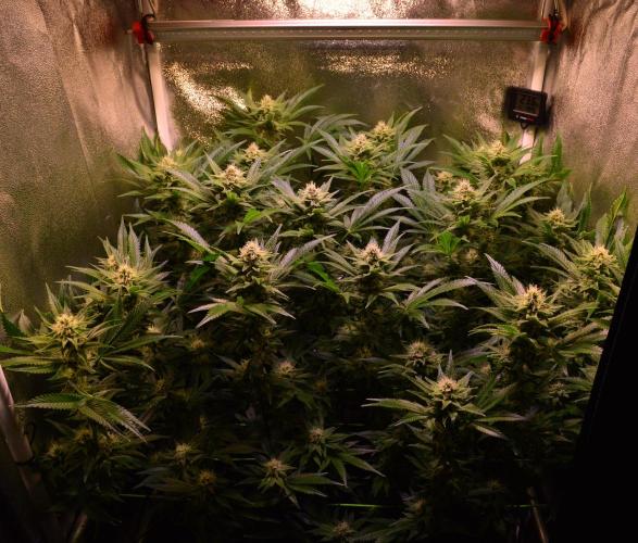 •LEMONITE • CLONES•. Week 11 - D77/35F