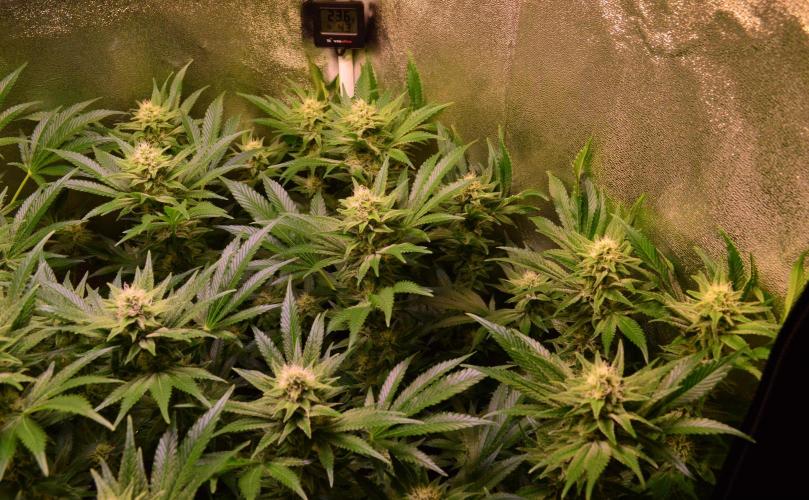 •LEMONITE • CLONES•. Week 11 - #3/without additives 