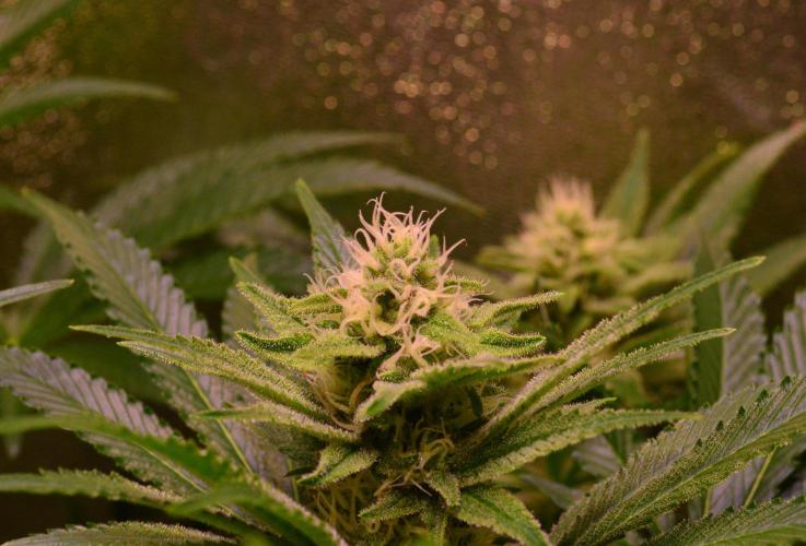 •LEMONITE • CLONES•. Week 11