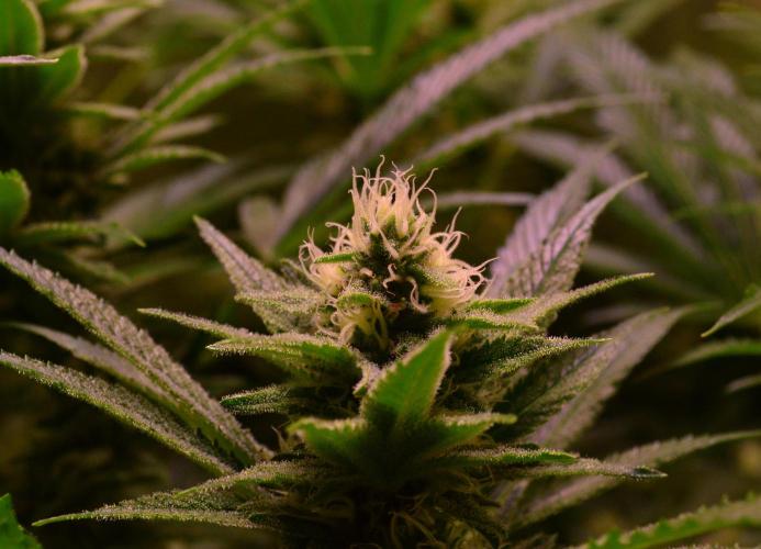 •LEMONITE • CLONES•. Week 11