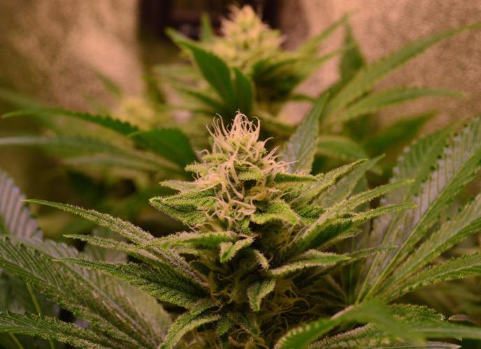 •LEMONITE • CLONES•. Week 11