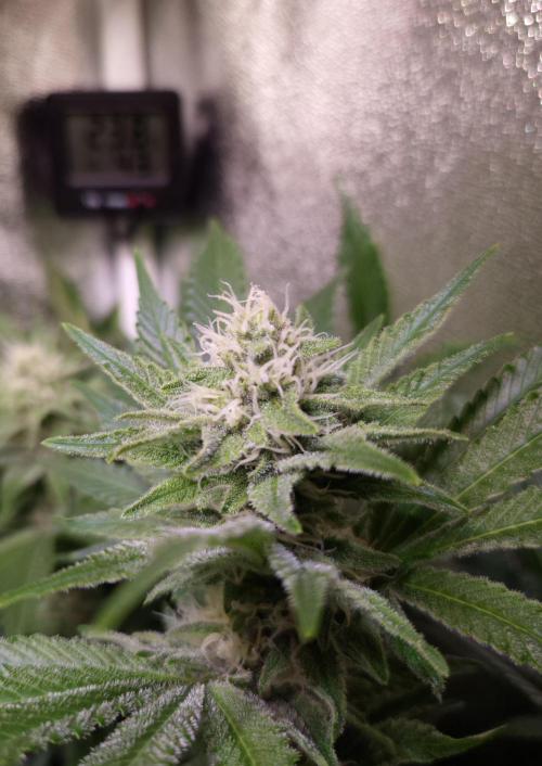 •LEMONITE • CLONES•. Week 11