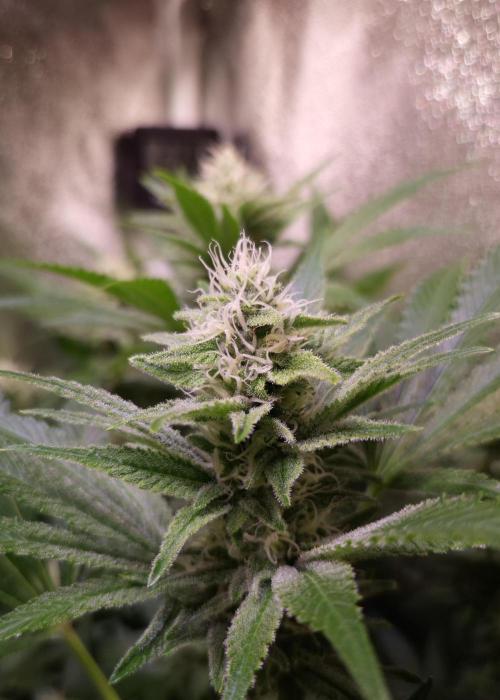 •LEMONITE • CLONES•. Week 11