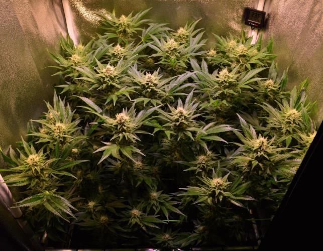 •LEMONITE • CLONES•. Week 11 - D77/35F