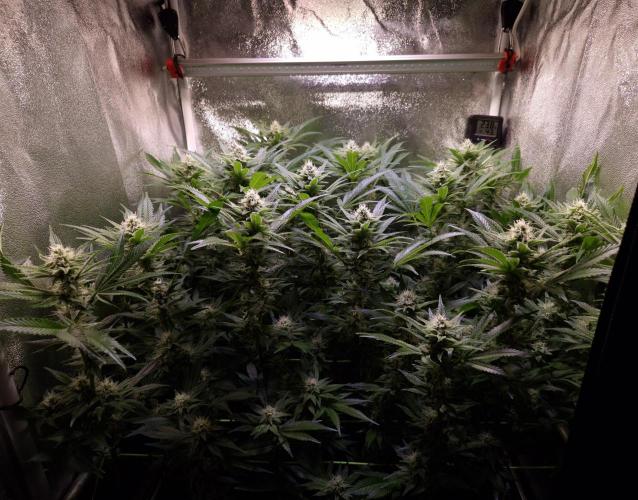 •LEMONITE • CLONES•. Week 11