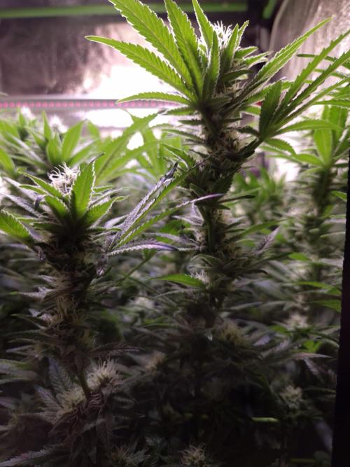 •LEMONITE • CLONES•. Week 11