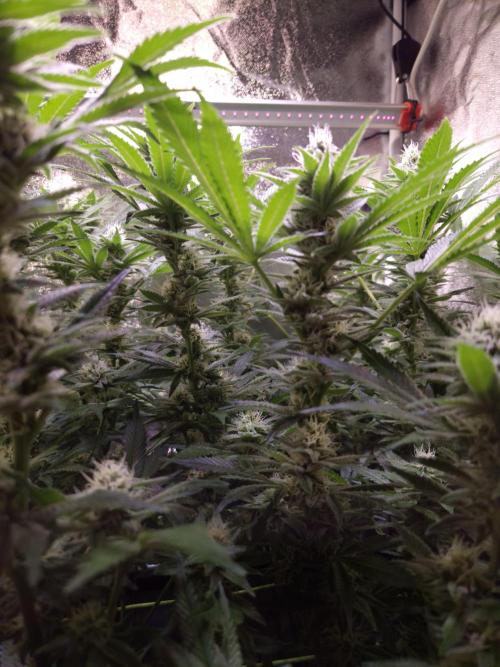 •LEMONITE • CLONES•. Week 11