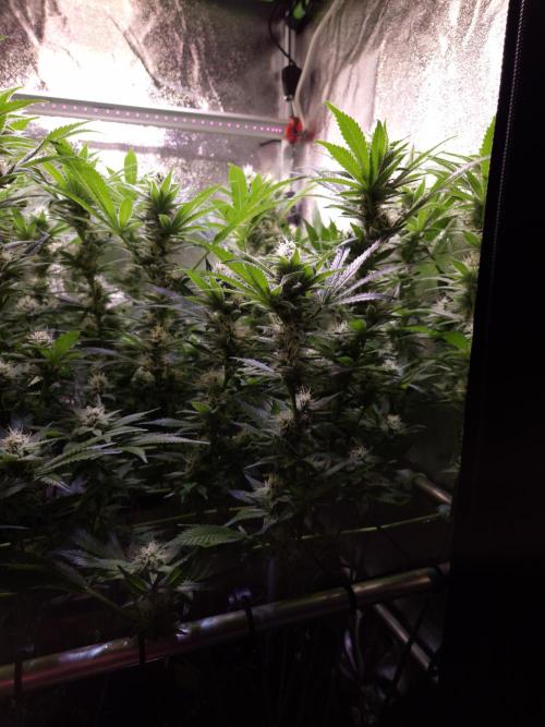 •LEMONITE • CLONES•. Week 11