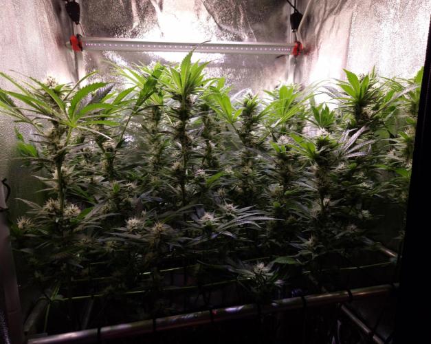 •LEMONITE • CLONES•. Week 11