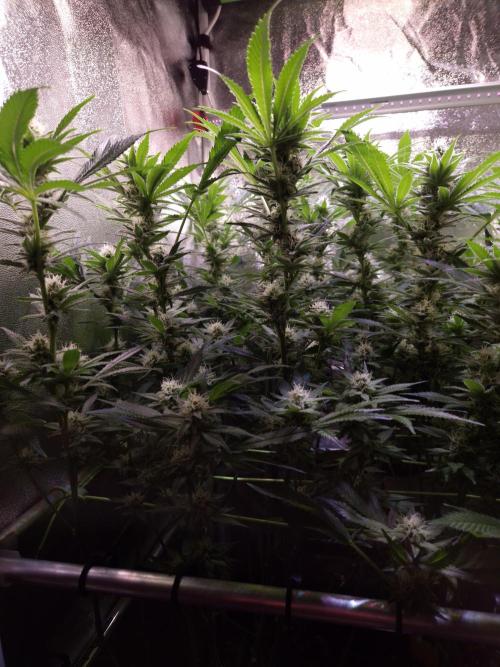 •LEMONITE • CLONES•. Week 11