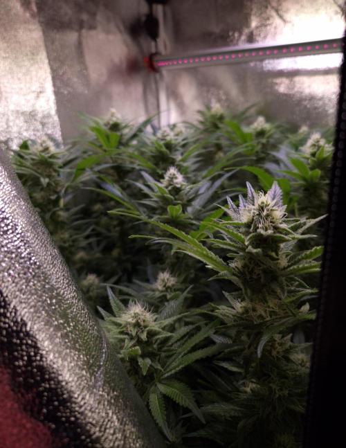 •LEMONITE • CLONES•. Week 11