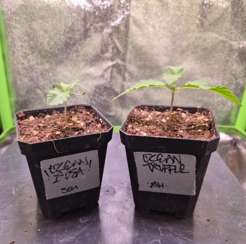 • Ocean Truffle •. Week 1 - D6