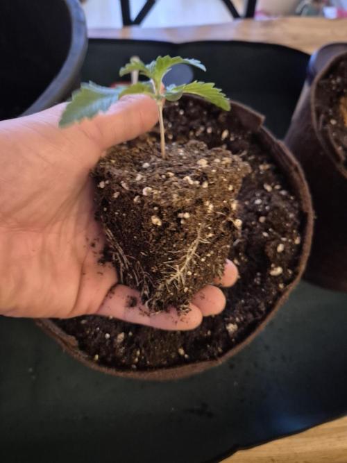 • Ocean Truffle •. Week 1