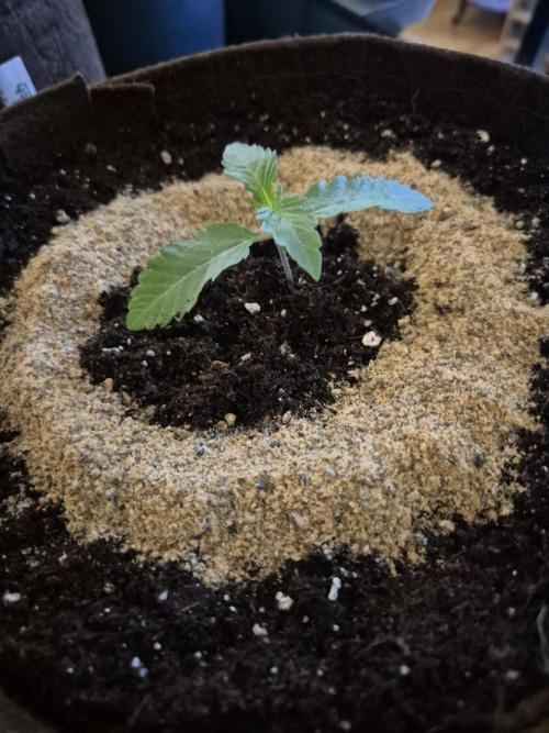 • Ocean Truffle •. Week 1 - Transplanting 