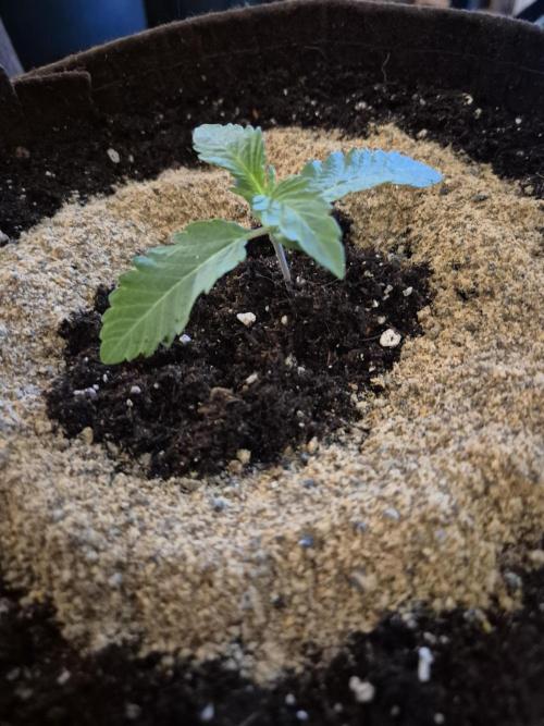 • Ocean Truffle •. Week 1