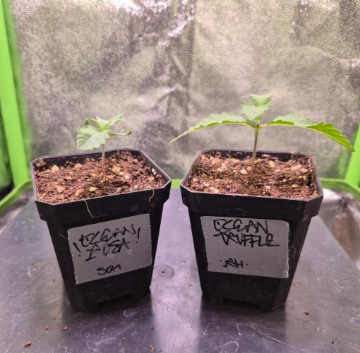 • Ocean Rosa •. Week 1 - D6