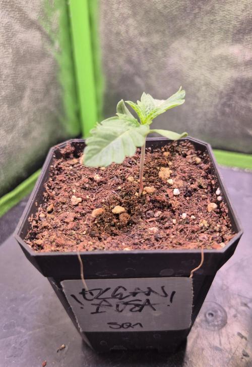 • Ocean Rosa •. Week 1 - D6