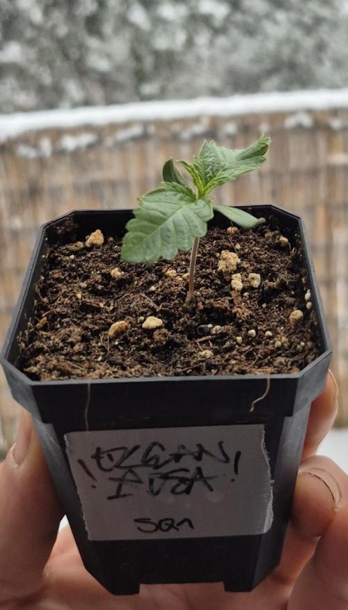 • Ocean Rosa •. Week 1