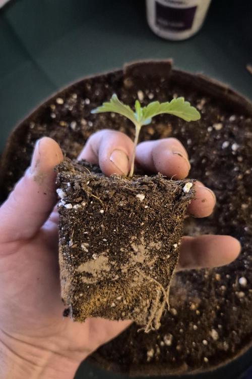 • Ocean Rosa •. Week 1 - Transplanting 