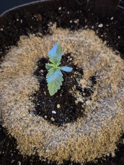 • Ocean Rosa •. Week 1