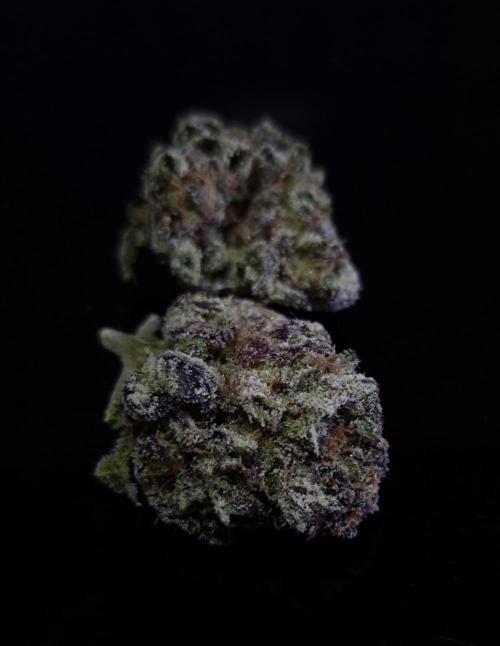 • Lemon Orange •. Week 15