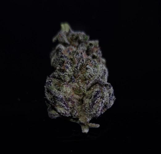 • Lemon Orange •. Week 15