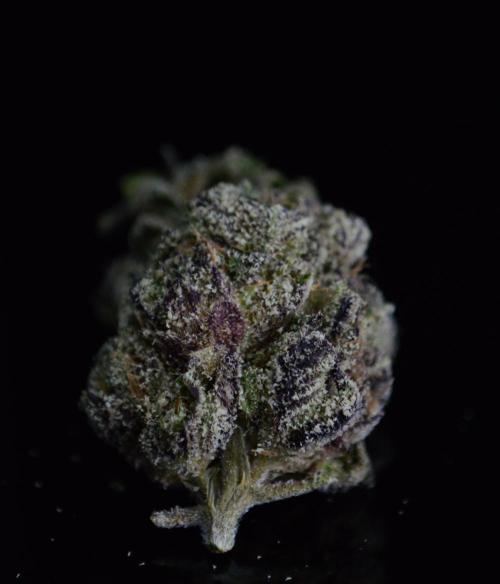 • Lemon Orange •. Week 15