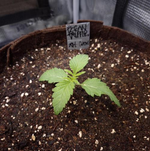 • Ocean Truffle •. Week 1 - D7