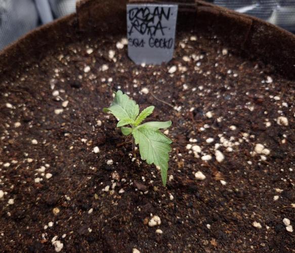 • Ocean Rosa •. Week 1 - D7