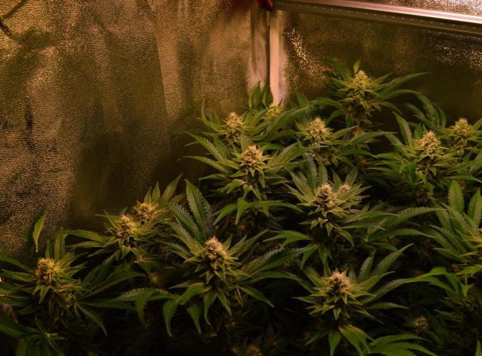 •LEMONITE • CLONES•. Week 12 - #1 with additives 