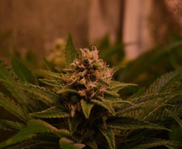 •LEMONITE • CLONES•. Week 12