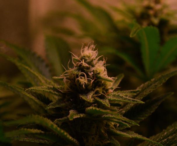 •LEMONITE • CLONES•. Week 12