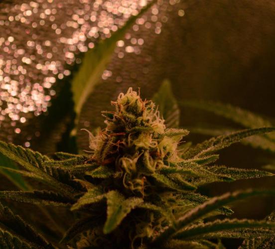 •LEMONITE • CLONES•. Week 12