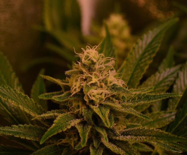 •LEMONITE • CLONES•. Week 12