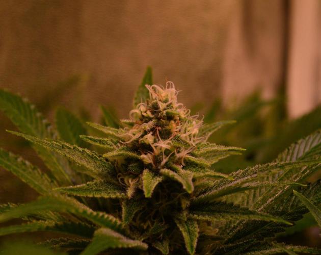 •LEMONITE • CLONES•. Week 12